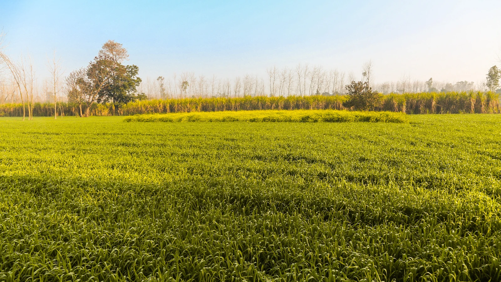 PM Modi to Visit Punjab Today to Mark 649th Birth Anniversary of Sant Guru Ravidas